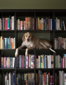 How did Maddie get on that shelf? Image Via http://maddieonthings.com/