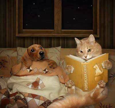 cat-and-dog-and-book